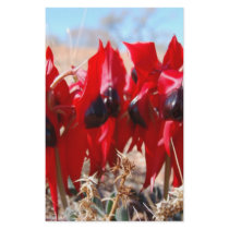 Sturt's Desert Pea stationery by doctorjo Sturt's Desert Pea stationery