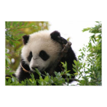 Su_Lin_giant_panda_bear_cub_at_the_San_Diego_Zoo posters