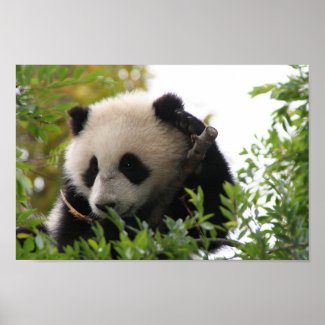 Su_Lin_giant_panda_bear_cub_at_the_San_Diego_Zoo Poster