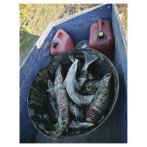Subsistence catch of dog salmon on Koyukuk River flyers by animalpark Subsistence catch of dog salmon on Koyukuk River flyers