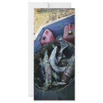 Subsistence catch of dog salmon on Koyukuk River rack cards