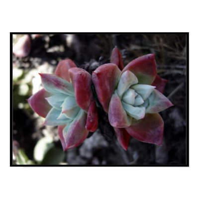 Subtle Succulents (16 x 12) Posters by crstffr