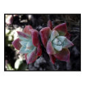 Subtle Succulents (16 x 12) posters