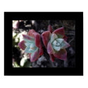 Subtle Succulents posters