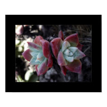 Subtle Succulents posters