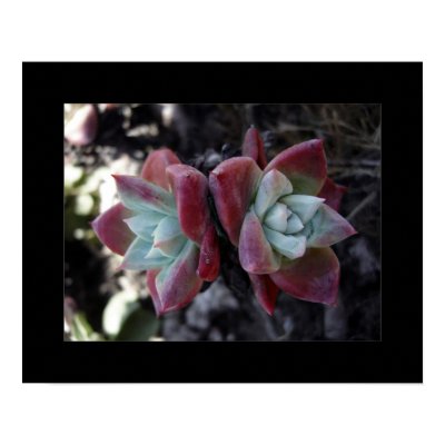 Subtle Succulents Posters by crstffr