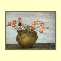Succulant in a Pot postcards