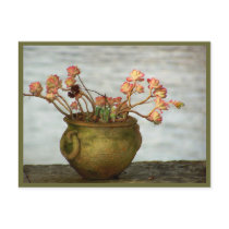 Succulant in a Pot postcards