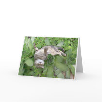 Succulent Backscratch cards