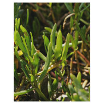 Succulent beach plant leaves flyers