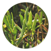 Succulent beach plant leaves stickers