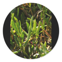 Succulent beach plant leaves stickers