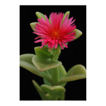 Succulent Blossom posters by MiCasaTours Succulent Blossom posters