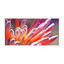 Succulent Buds Picture Card