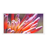 Succulent Buds Picture Card