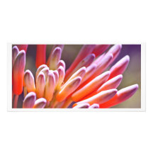 Succulent Buds Picture Card