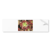 Succulent bumper stickers