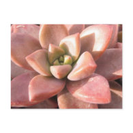 Succulent Cactus Postcard