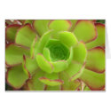 Succulent cards