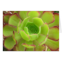 Succulent cards
