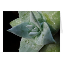 Succulent cards