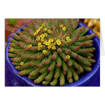 Succulent euphorbia card by Debra Lee Baldwin cards