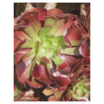 Succulent Flyers