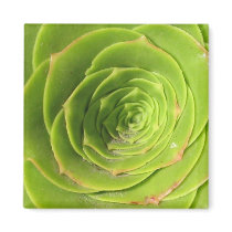 Succulent Magnet