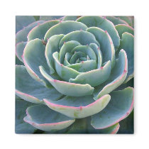 Succulent Magnet