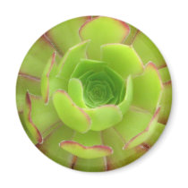 Succulent Fridge Magnet