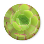 Succulent Fridge Magnet
