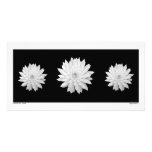Succulent Mandalas Picture Card