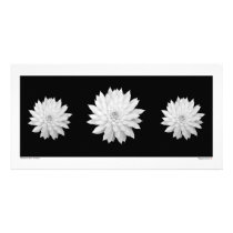 Succulent Mandalas Picture Card