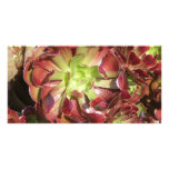Succulent Photo Cards