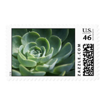 Succulent Plant Postage postage