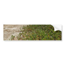 Succulent plants on beach bumper stickers