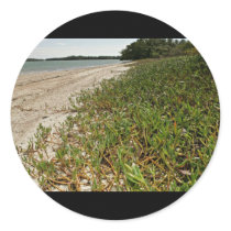 Succulent plants on beach stickers