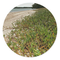 Succulent plants on beach stickers