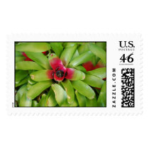 Succulent Plants postage