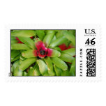 Succulent Plants Stamp