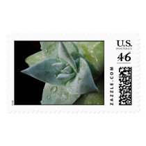 Succulent postage
