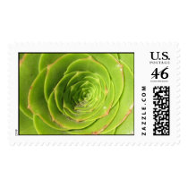 Succulent Stamp