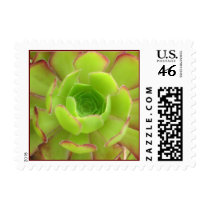 Succulent Stamp