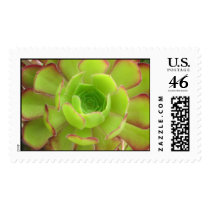 Succulent Stamp