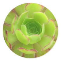 Succulent stickers