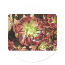 Succulent stickers