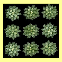 succulents candles posters