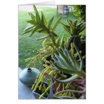 Succulents cards