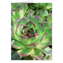 Succulents cards