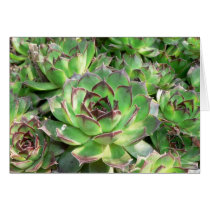Succulents cards
